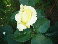 86b49389-Picture 010.jpg